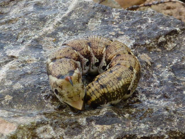 bruchi da determinare - Agrius convolvuli